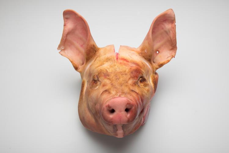 cabeza de cerdo