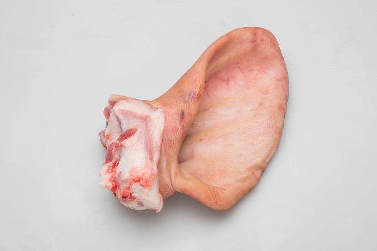 oreja de cerdo